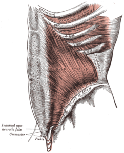 Int obliques