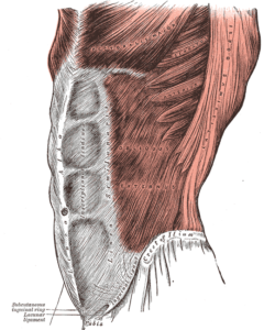 ext oblique